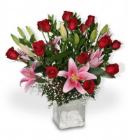 15 Rosas y Stargeizer