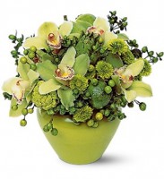 Orquídeas y Alcachofas 